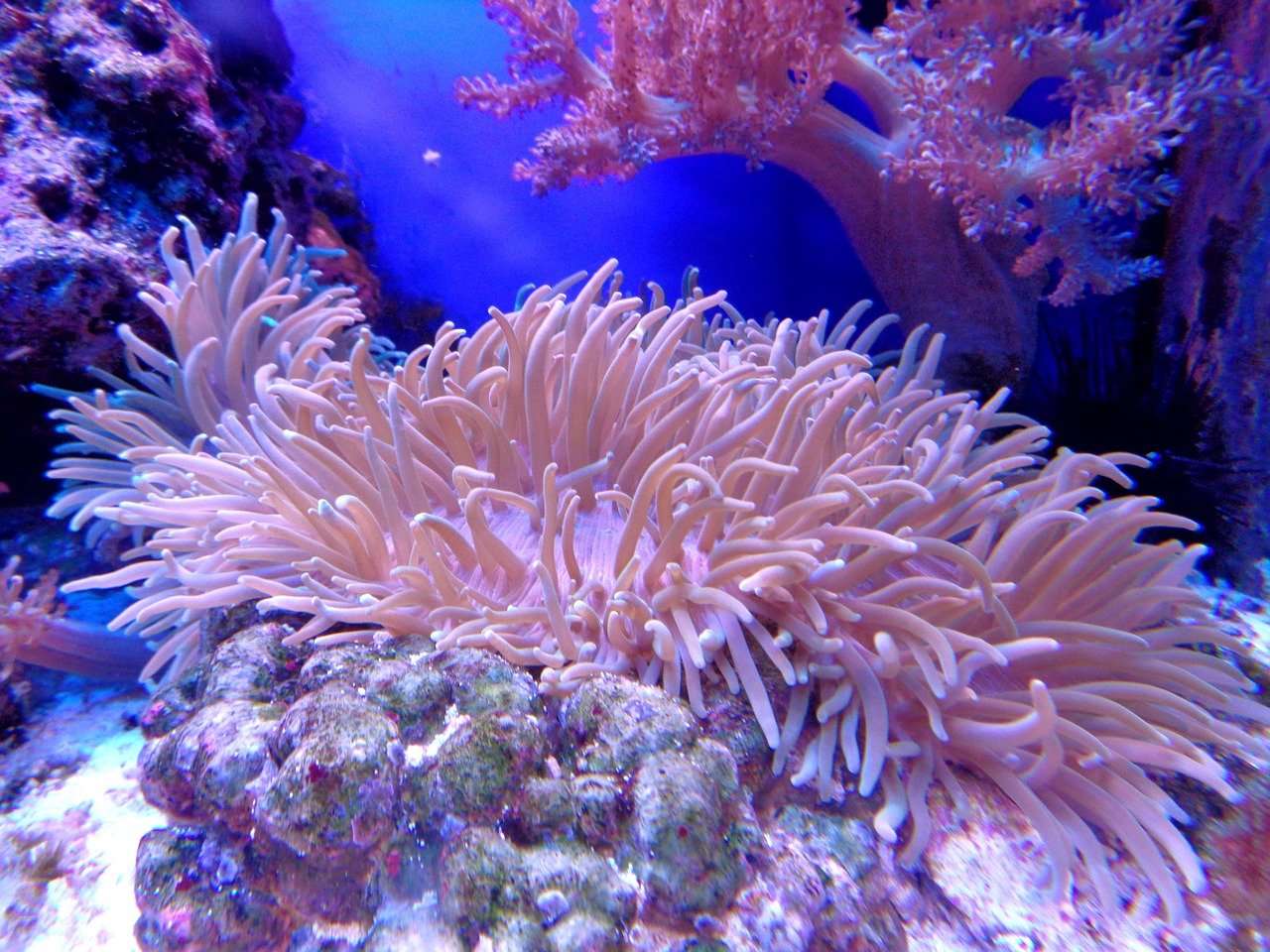 Корали онлайн пъзел