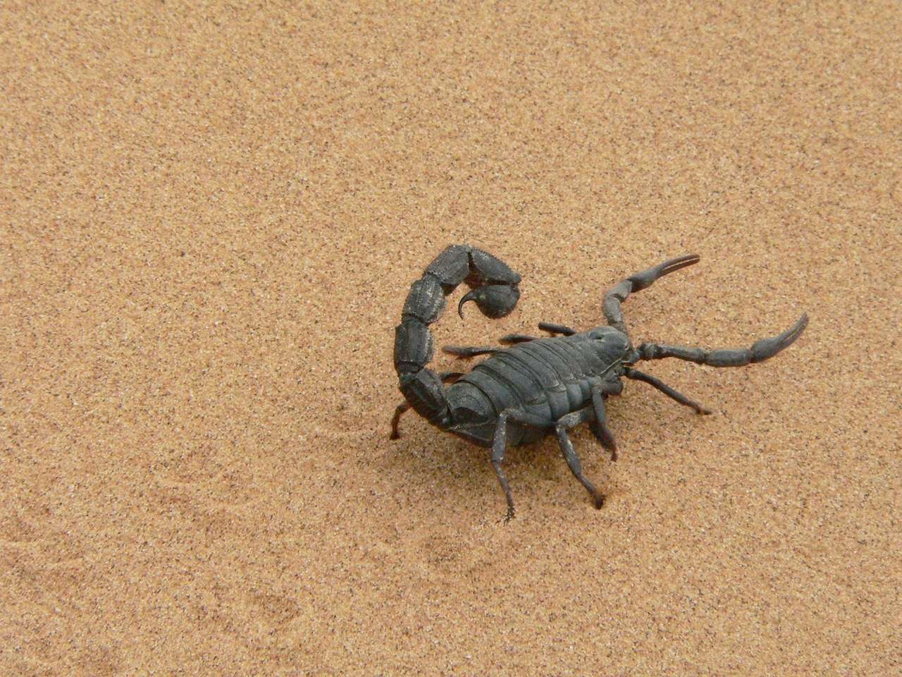 Scorpion puzzle en ligne