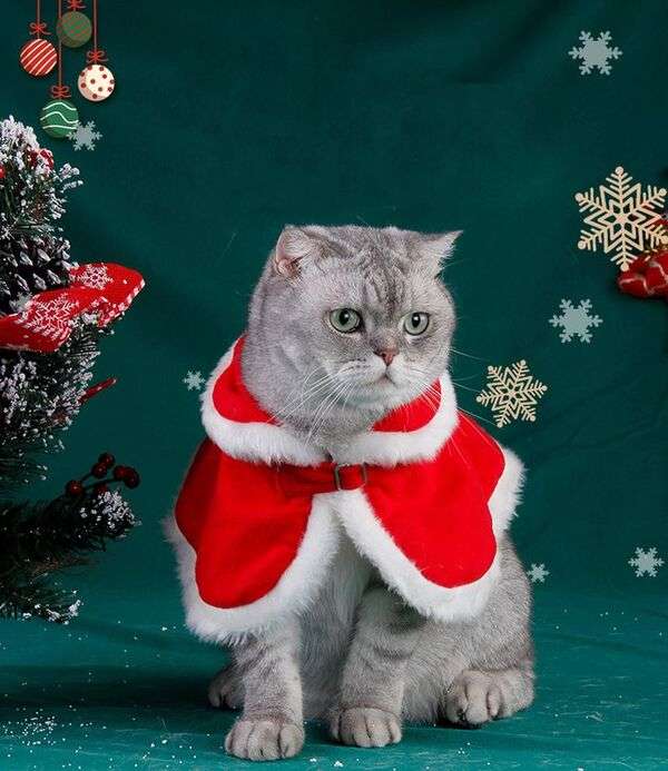 Navidad #34 - Gatito con abrigo navideño rompecabezas en línea