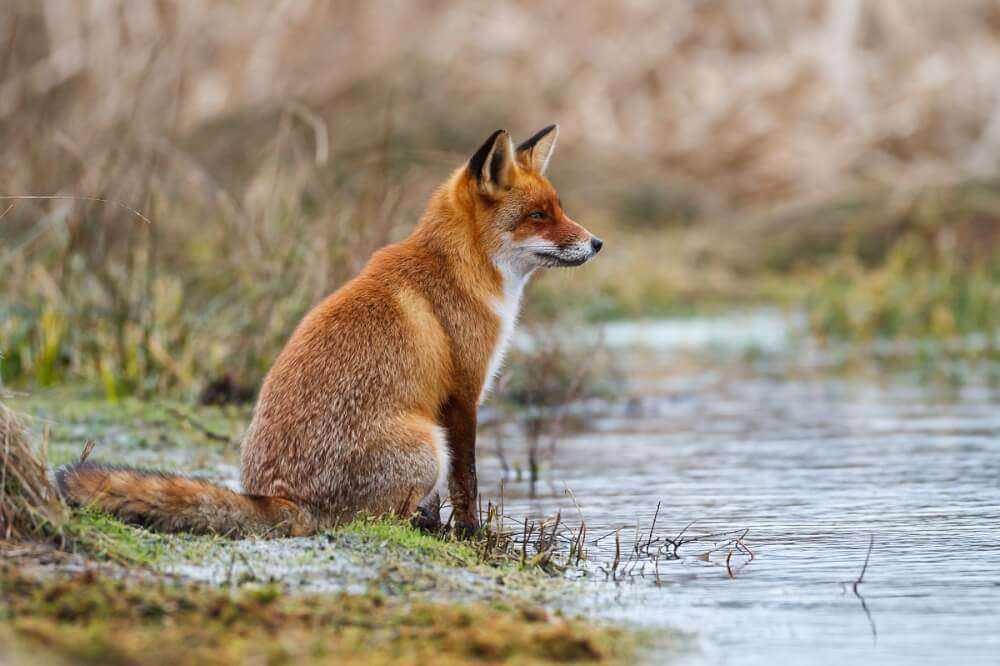 Neergestreken vos bij de rivier legpuzzel online