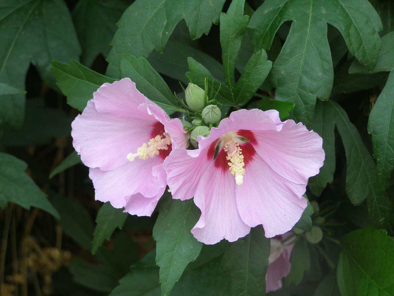Красива рожева квітка онлайн пазл