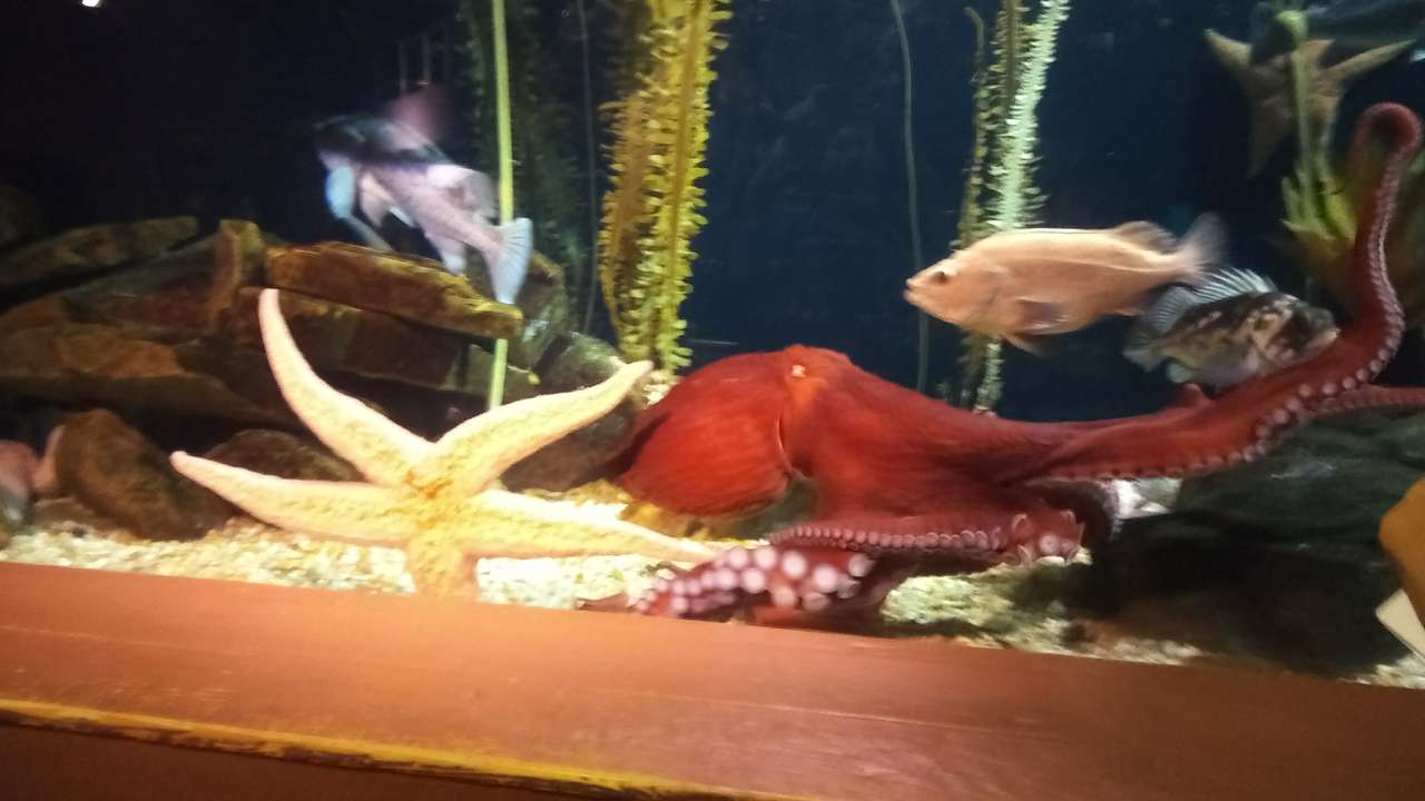 Гигантски червен тихоокеански октопод онлайн пъзел