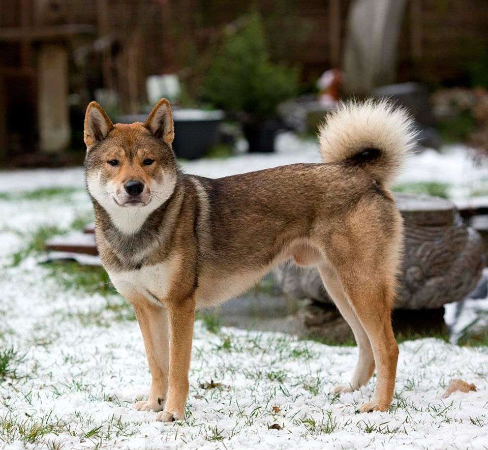 Σικόκου- μια ράτσα σκύλου online παζλ