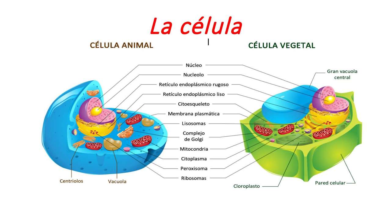 La célula rompecabezas en línea