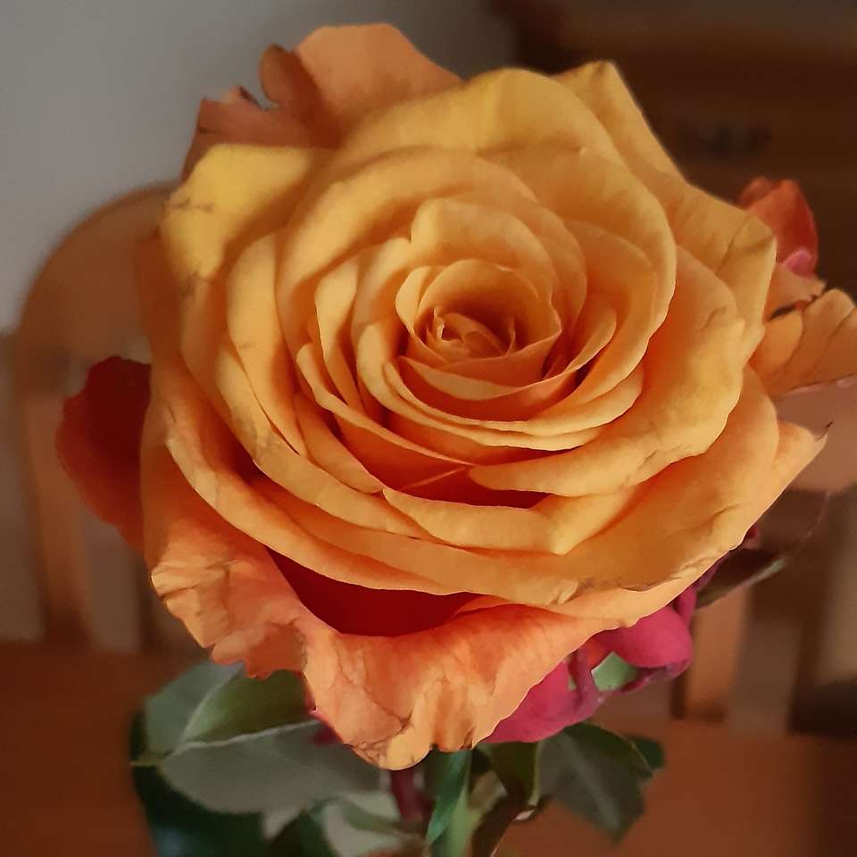 gyönyörű rózsa közelről kirakós online