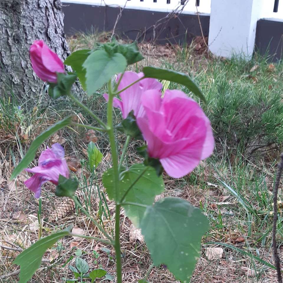Flores rosas rompecabezas en línea