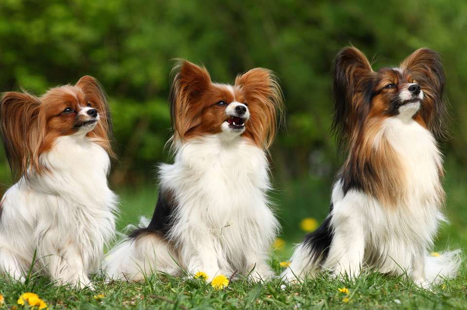 Tres pequeños perros de aguas rompecabezas en línea