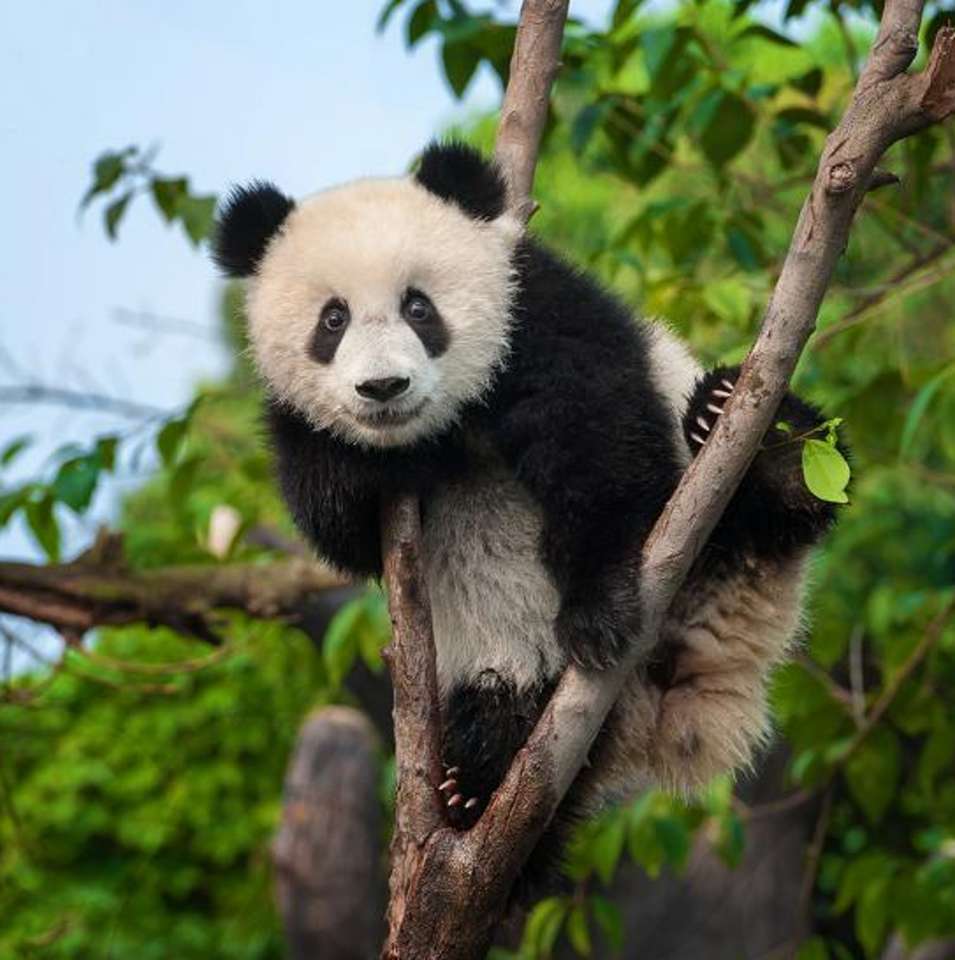 Simpatico orso panda che si arrampica su un albero puzzle online
