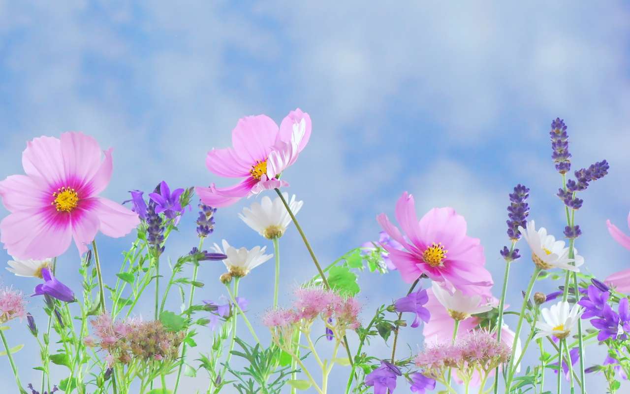 Κόσμος, λουλούδια, λεβάντα σε φόντο μπλε του ουρανού παζλ online