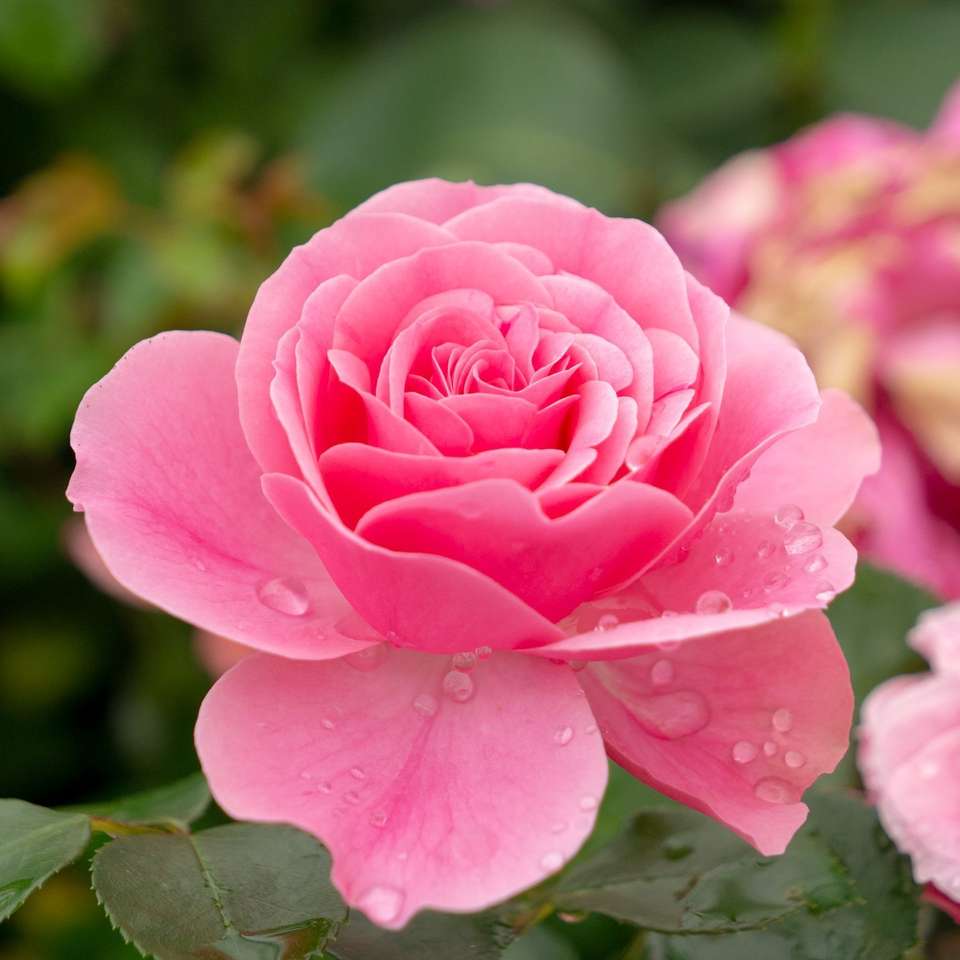 Рожева багатоквіткова троянда онлайн пазл
