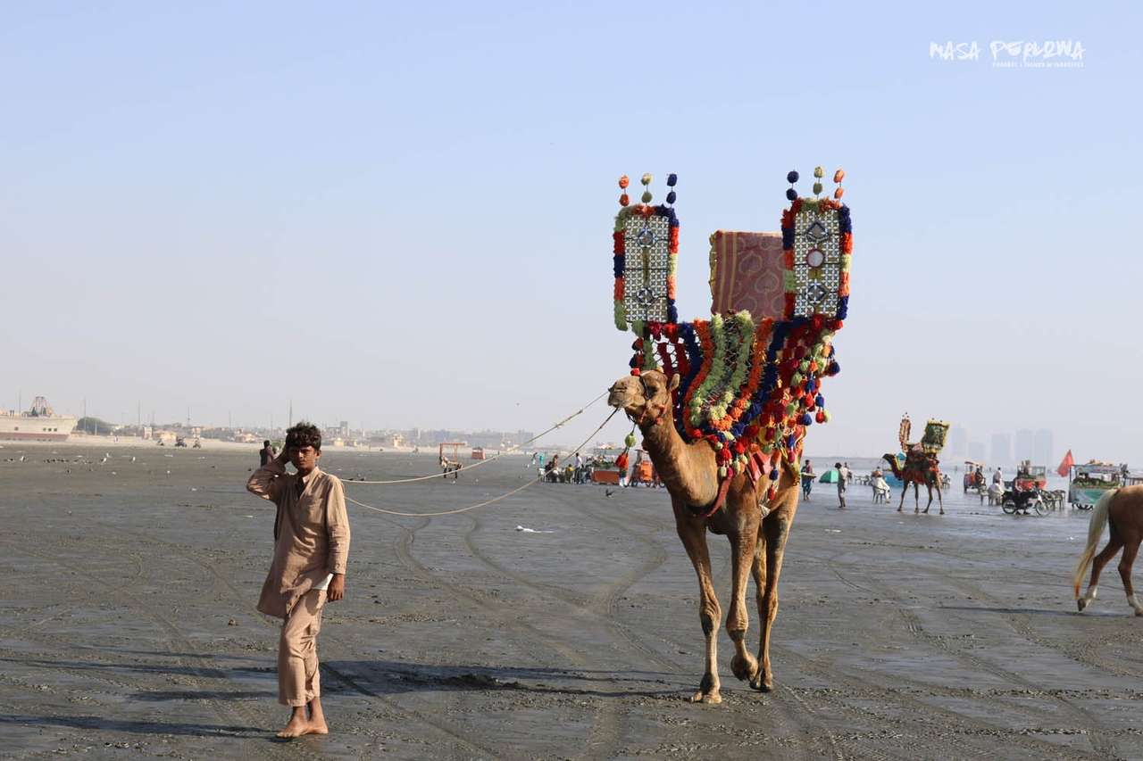 Верблюд в Пакистане пазл онлайн