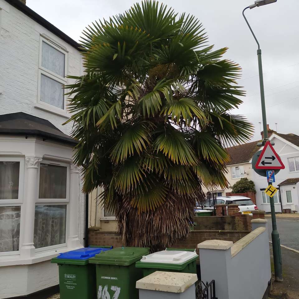 палмово дърво пред къща в Лондон онлайн пъзел