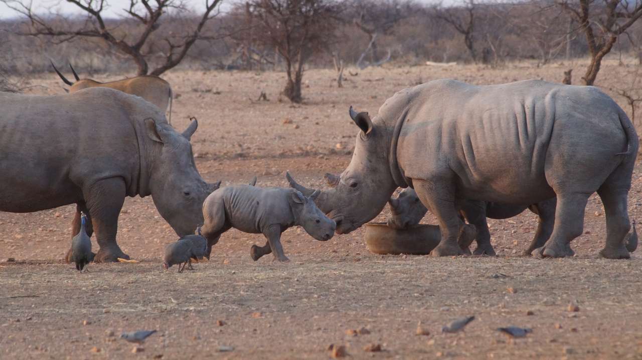bebê rinoceronte puzzle online