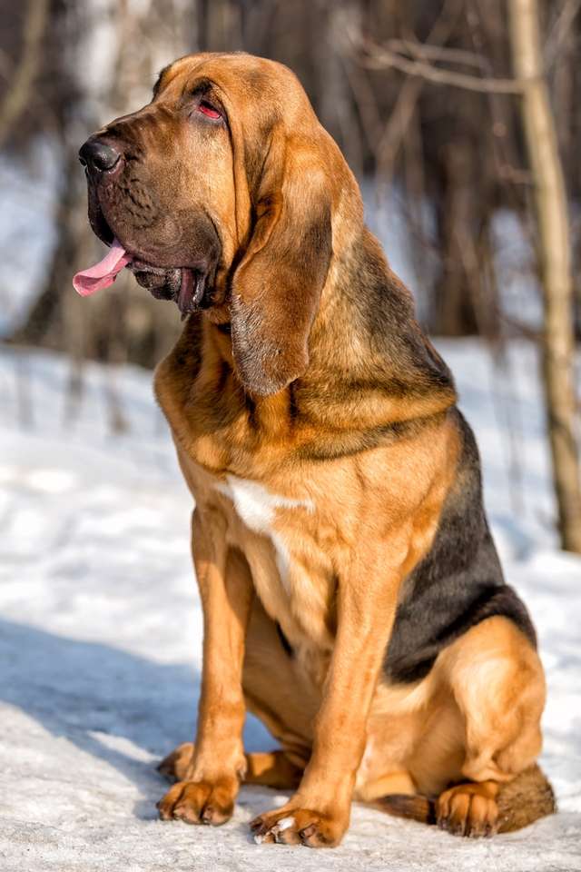Bloodhound-Hund Online-Puzzle