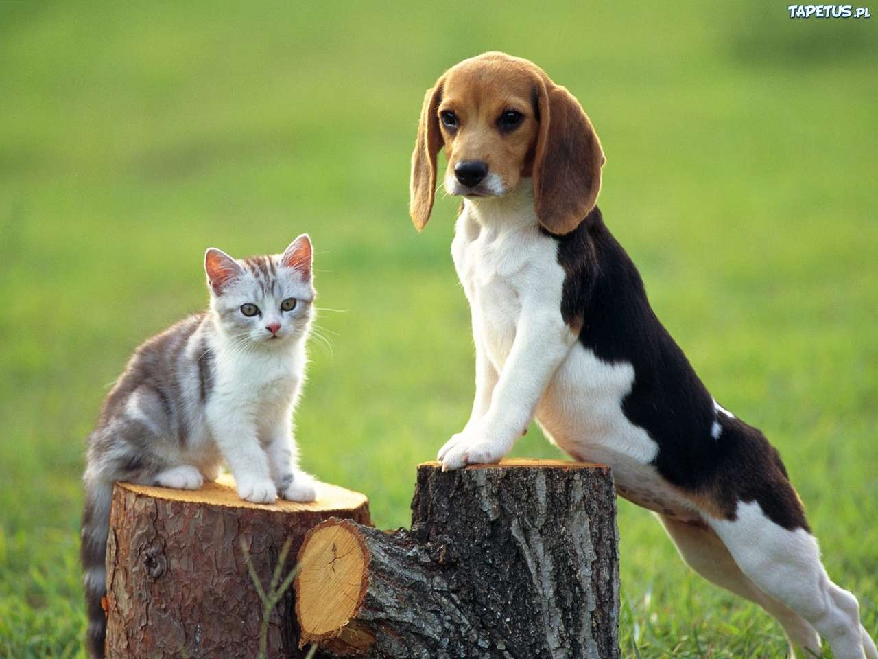 Un cane con un gattino posa per una foto puzzle online