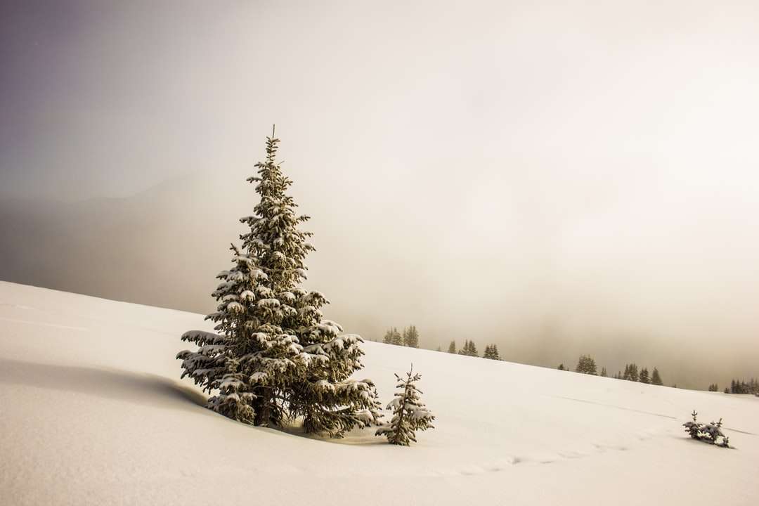 pinheiro cercado por campo de neve quebra-cabeças online