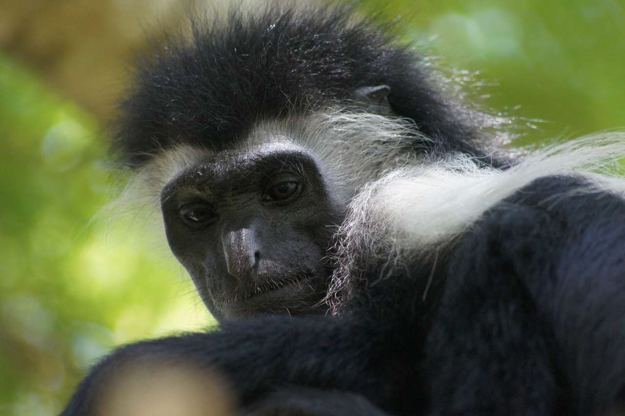 Colobus majom Kenyában kirakós online