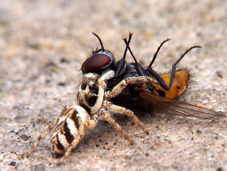 Αράχνη και μύγα online παζλ