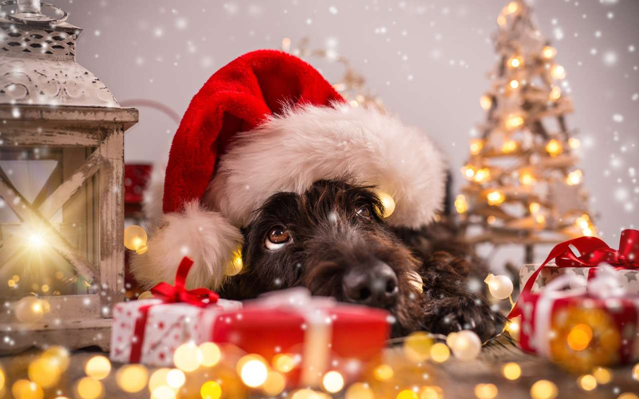 A fekete kutyus türelmesen várja karácsonyi ajándékait kirakós online