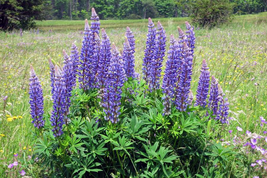 Lupin violet jigsaw puzzle online