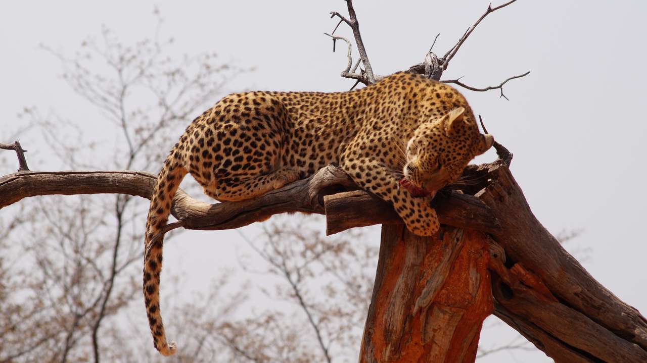 Leopard på träd pussel på nätet