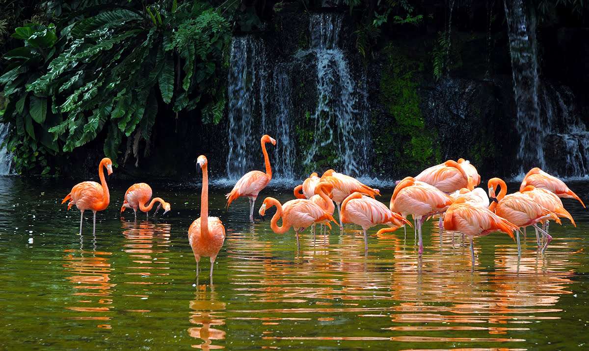 flamingók kirakós online
