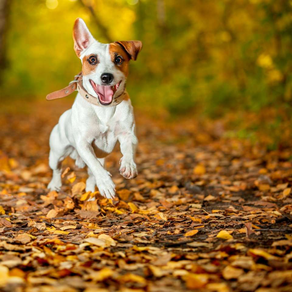 Běžící pes na podzim online puzzle