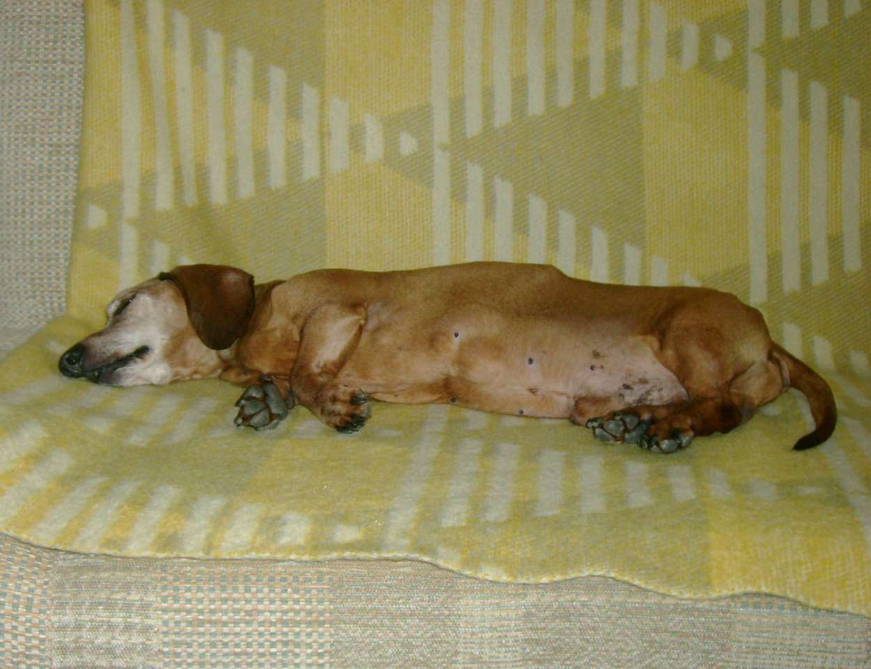 Τσιπ - dachshund παζλ online