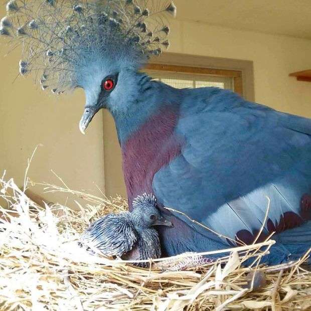Păsări neobișnuite, colorate puzzle online