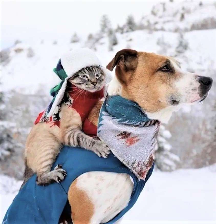 Кучето Хенри и котката Балу, туристи онлайн пъзел
