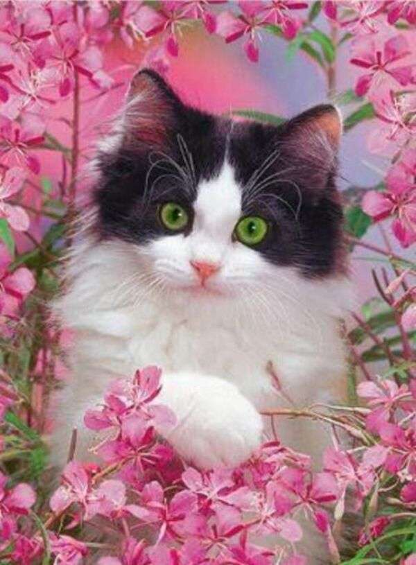 Schönes Kätzchen mit grünen Augen zwischen rosa Blumen Online-Puzzle