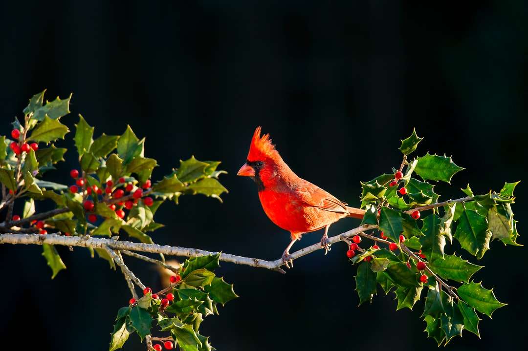 ondiepe focus van kardinaalvogel op boomtak legpuzzel online