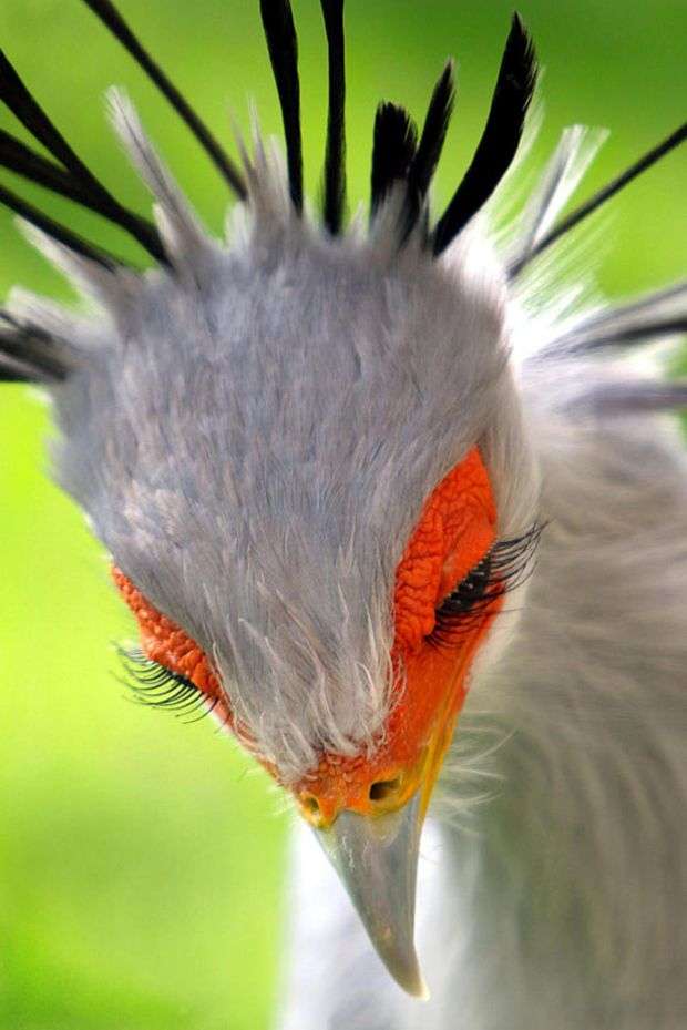 Krásný barevný pták skládačky online