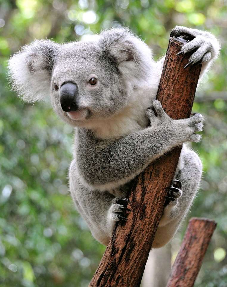 Koala medve❤️❤️❤️❤️ online puzzle