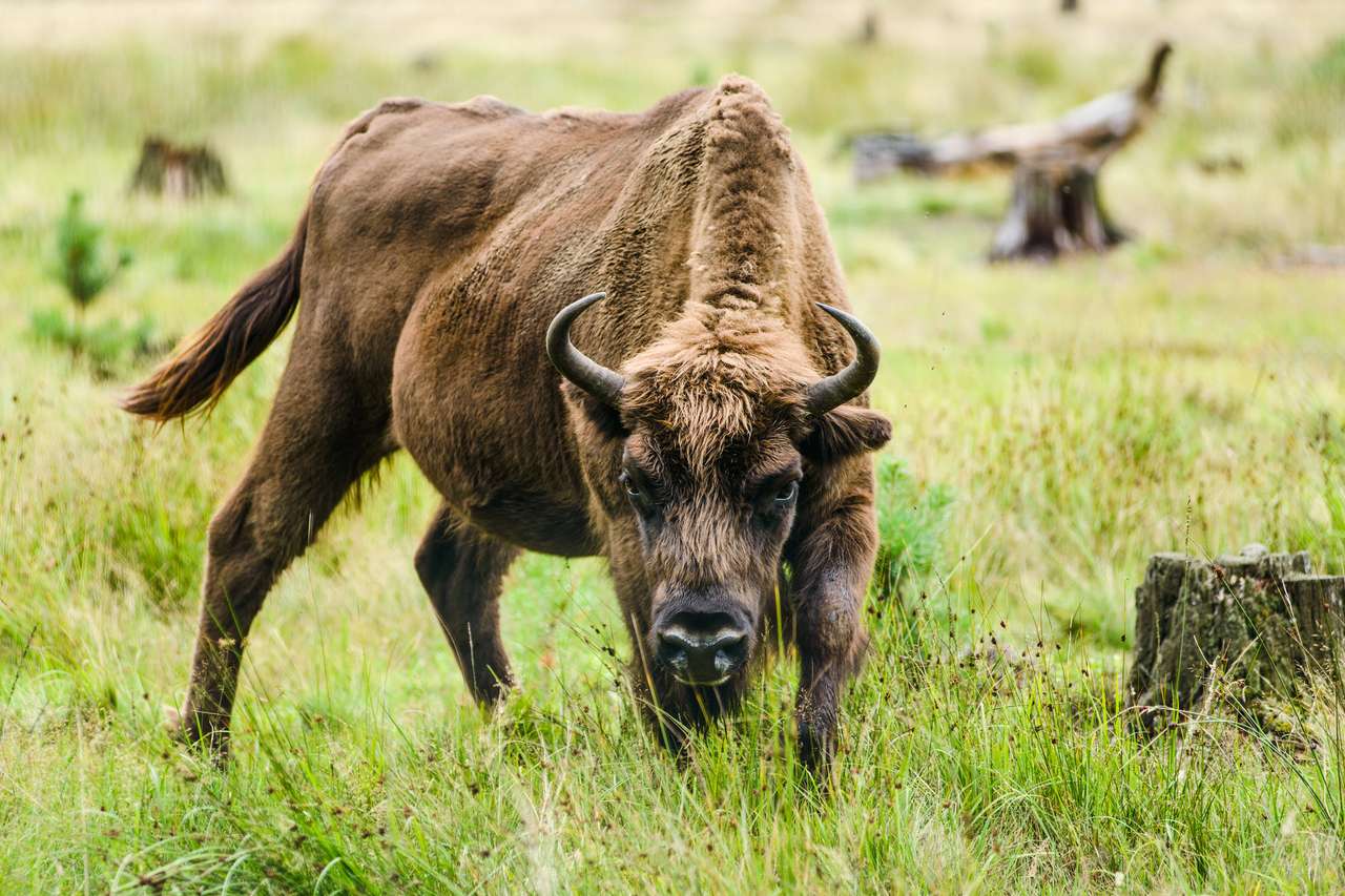 Europese bizon volwassen mannetje in Białowieża Forest legpuzzel online