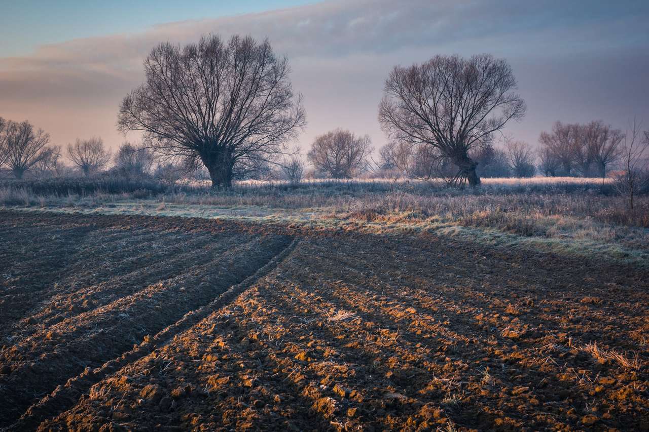 Landschaft mit Weiden an einem frostigen Morgen Online-Puzzle