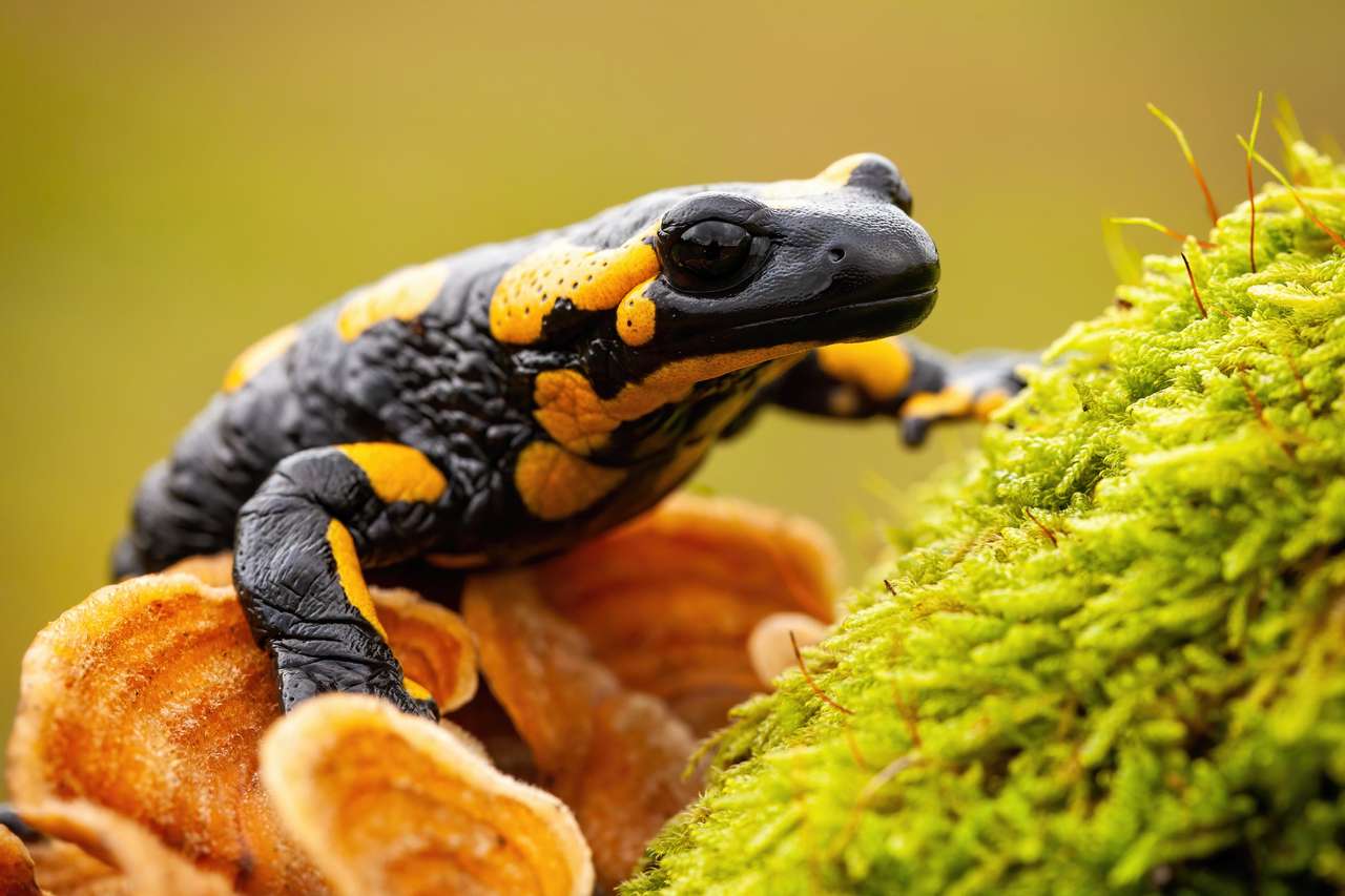 mlok ohnivý, salamandra salamandra online puzzle