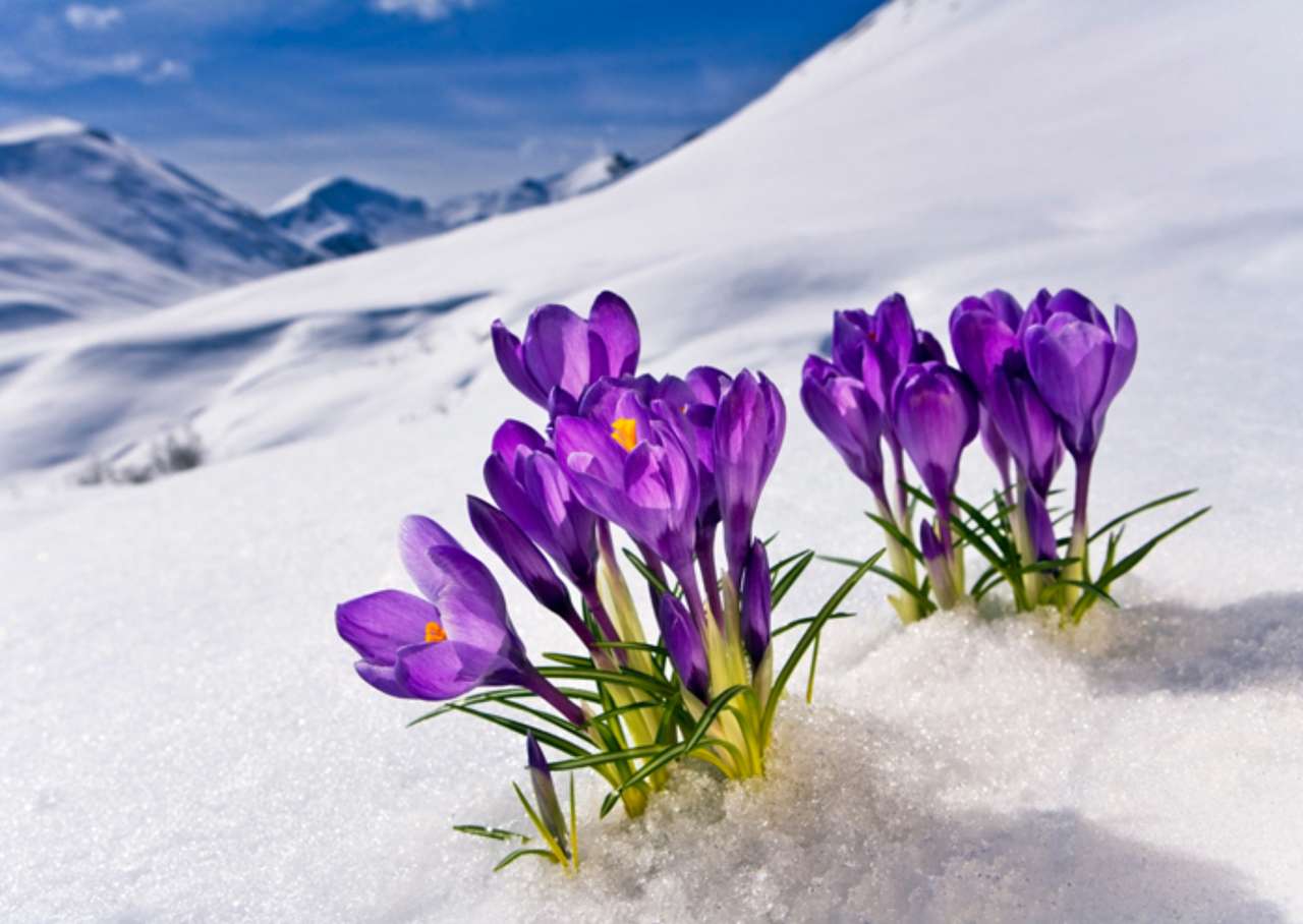 Снігові квіти пазл онлайн
