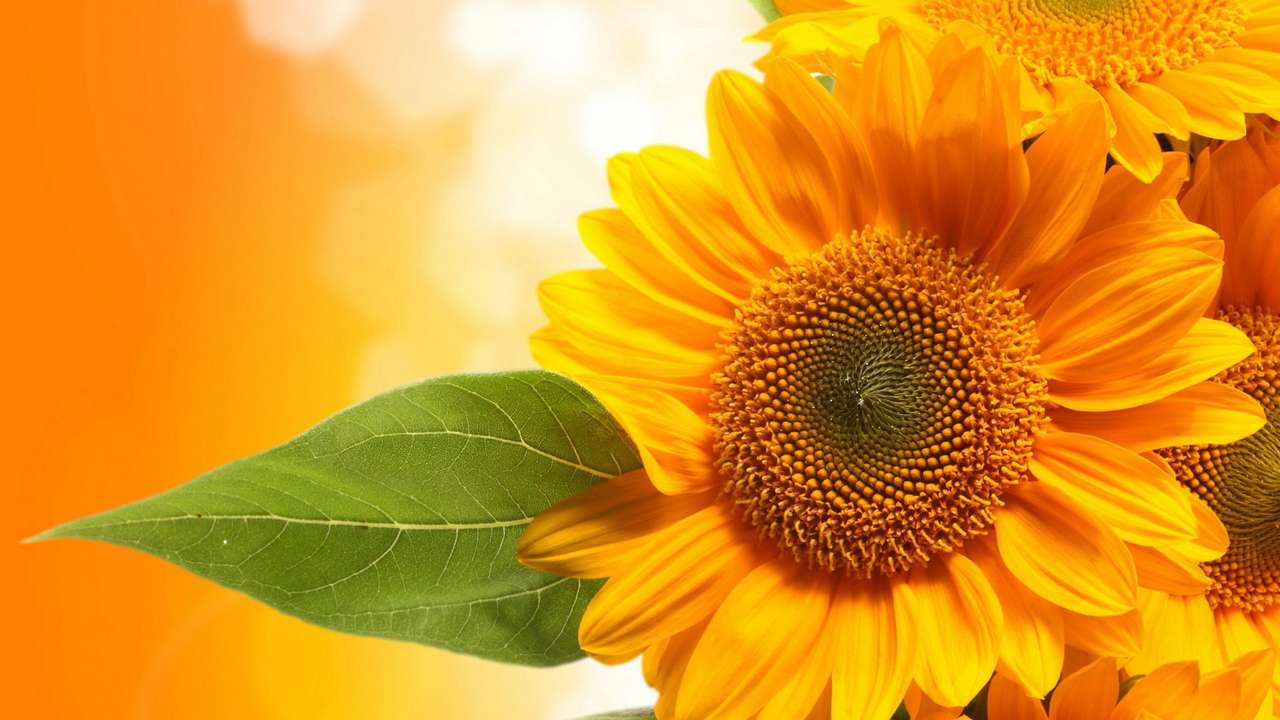 schöne Sonnenblume Online-Puzzle