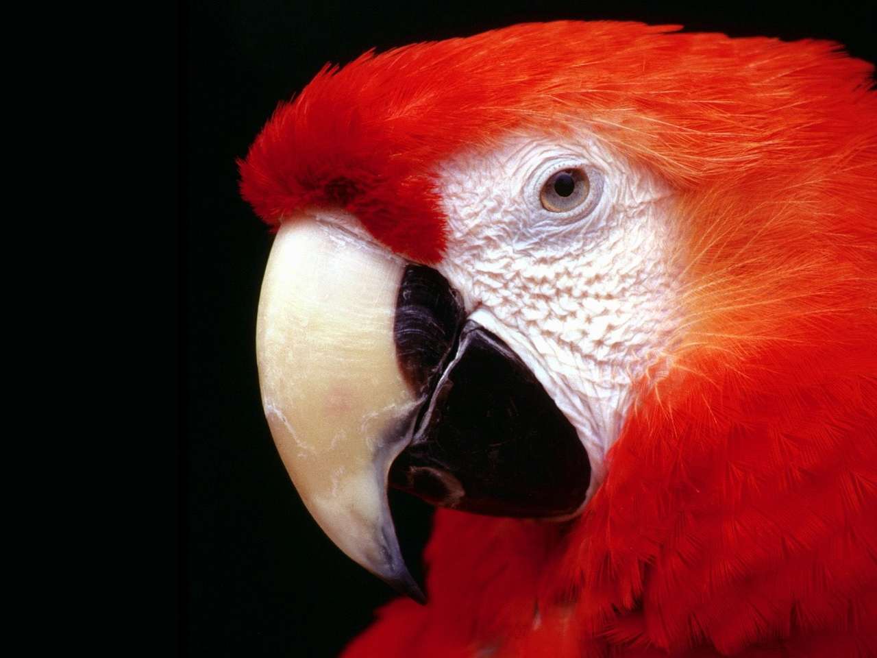 Macaw stacojiu puzzle online