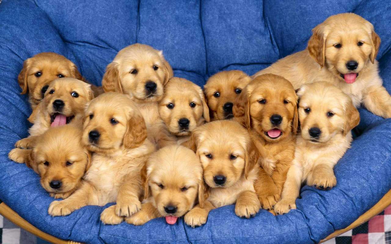 famiglia di cani puzzle online