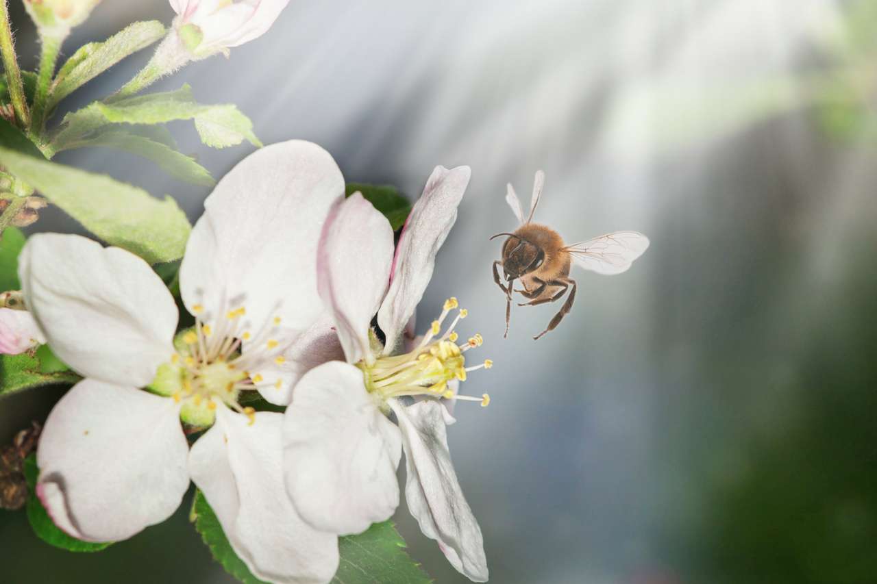 La abeja se sienta en una flor de un arbusto. rompecabezas en línea