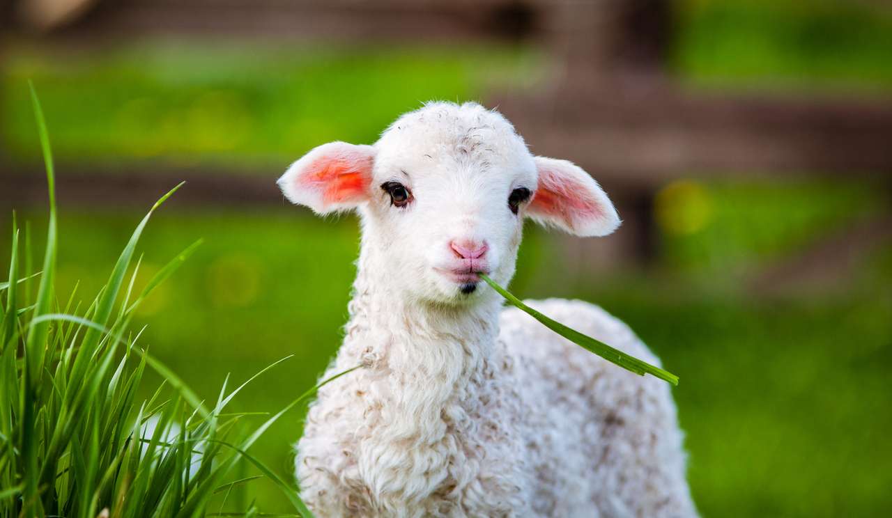porträtt av söta lilla lamm som betar i grön våräng Pussel online