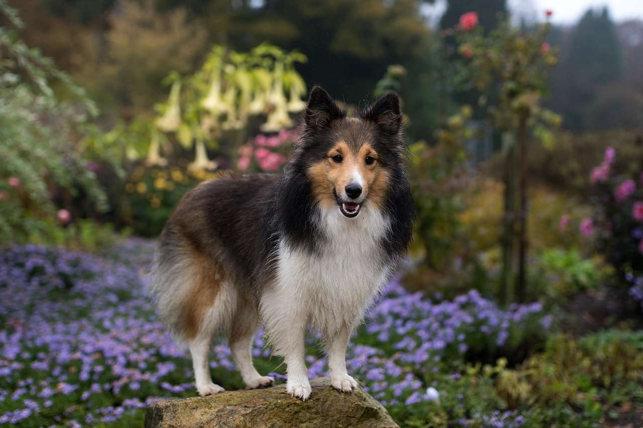 Мила собака в саду онлайн пазл