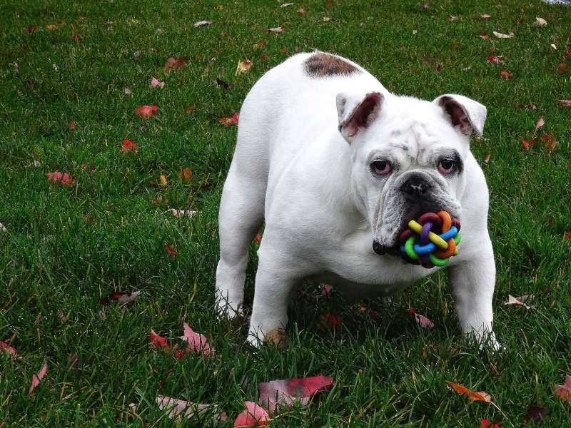 Hraní psa na trávě skládačky online