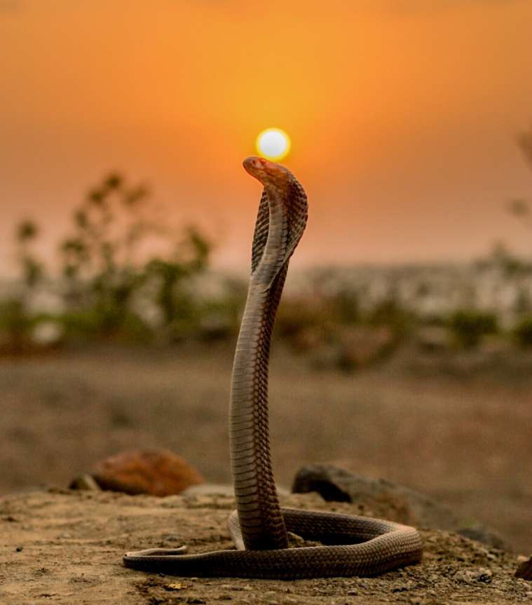 Animal perigoso - cobra indiana puzzle online