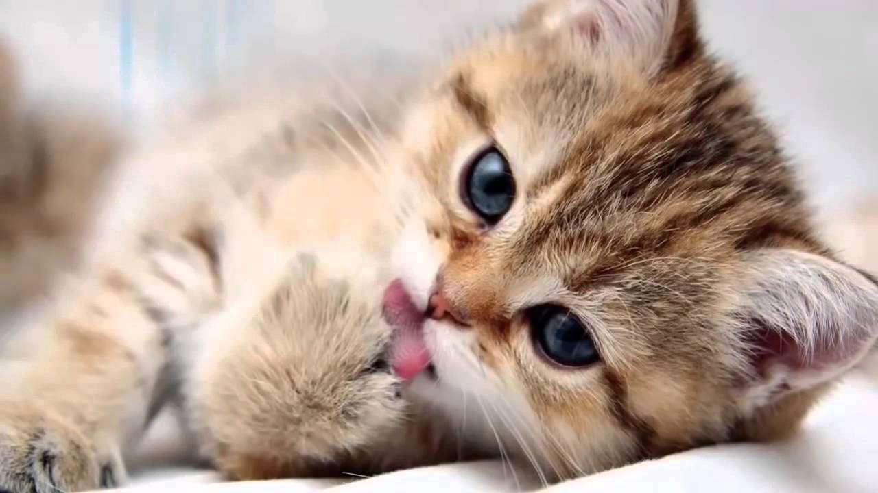 χαριτωμένο γατάκι παζλ online