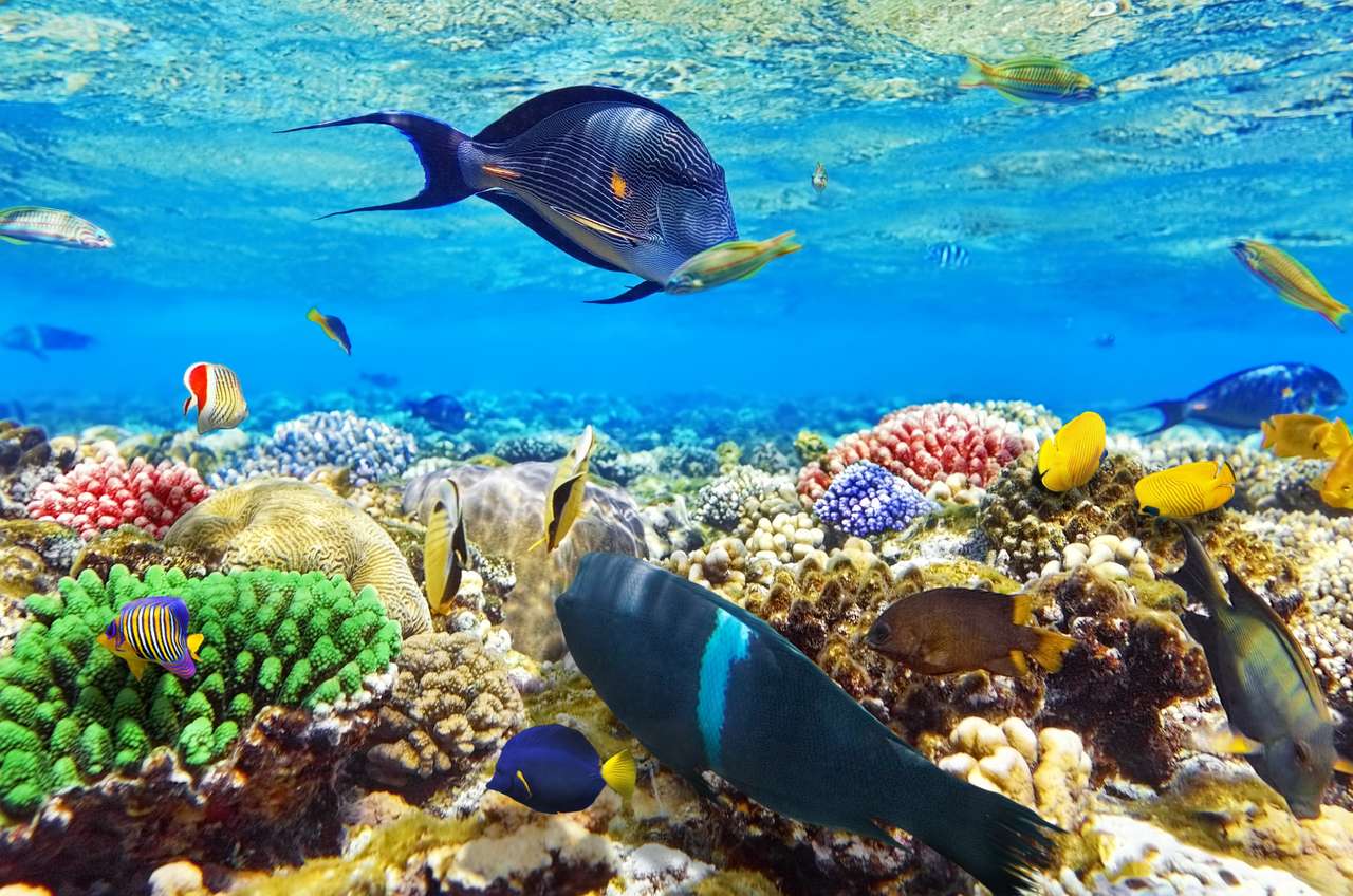 Korall és hal a Vörös-tengeren. Egyiptom kirakós online