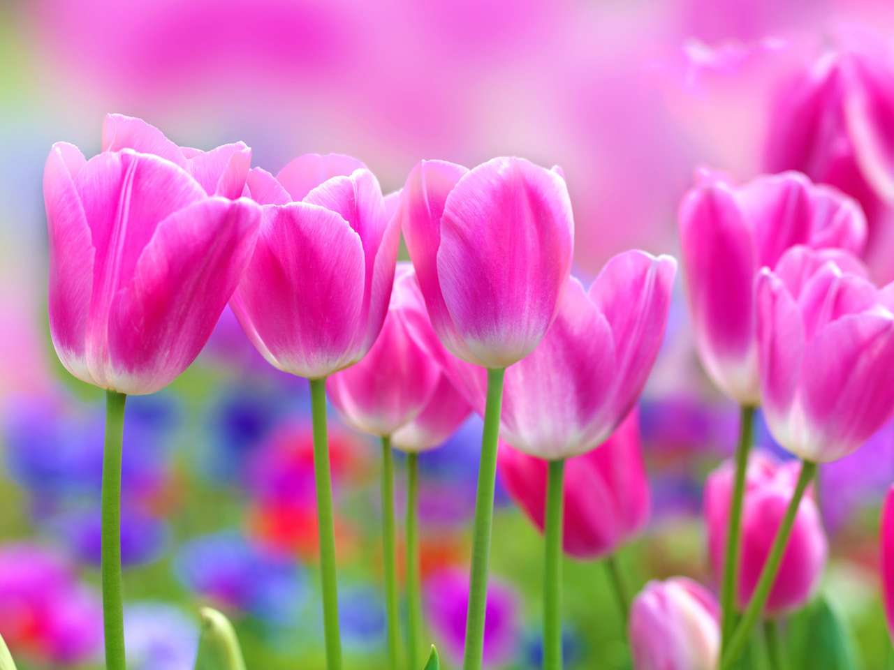 tulips in the garden jigsaw puzzle online