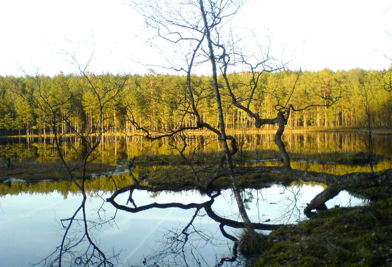 skogssjön Pussel online